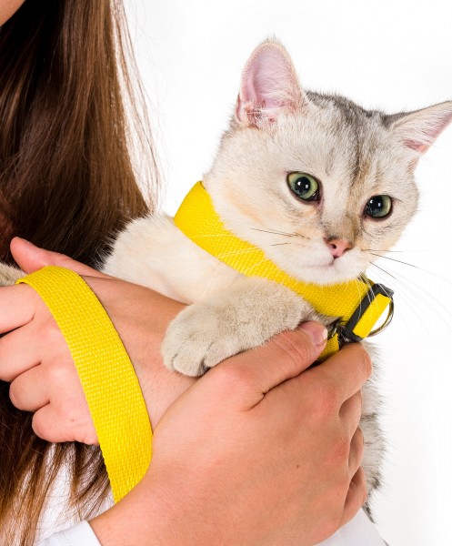Sarı Kedi Tasması Sevk Kayışı Set Premium Kalite Kopma Yapmaz Hafif Kolon Kumaş El Acıtmaz Önleyici